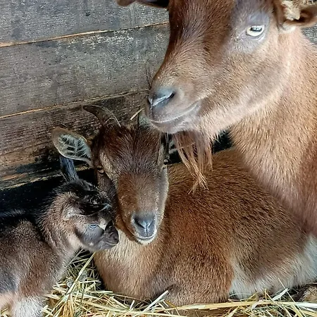 In Fattoria Bed & Breakfast 3*