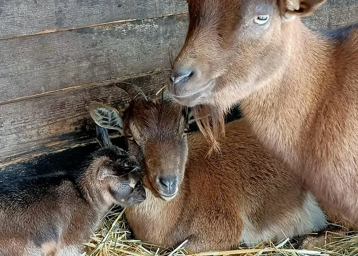 In Fattoria ベッド・アンド・ブレックファスト 3*